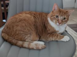 Lost Male Cat last seen Ian Patrick ave, Kannapolis, Kannapolis, NC 28083