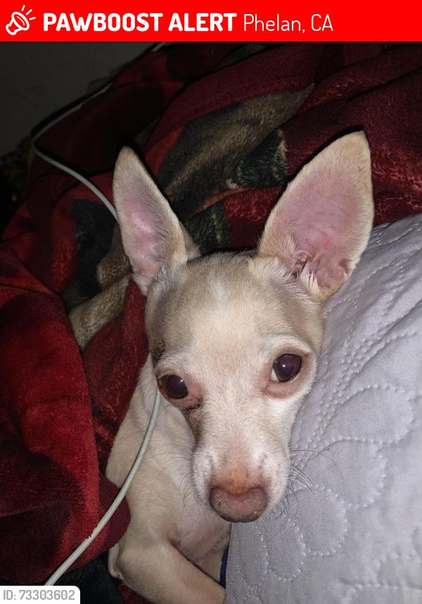Lost Male Dog last seen Beekeely rd phelan, Phelan, CA 92371