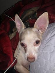Lost Male Dog last seen Beekeely rd phelan, Phelan, CA 92371