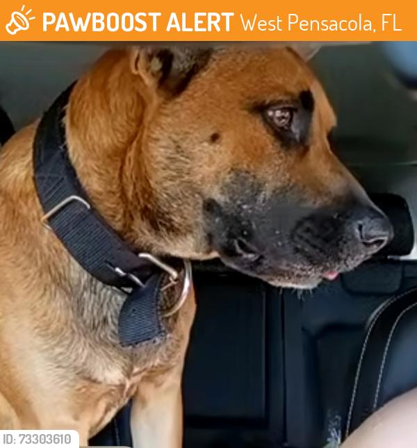 Found/Stray Male Dog last seen 49th Ave & Jackson, West Pensacola, FL 32506