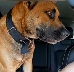 Found/Stray Male Dog last seen 49th Ave & Jackson, West Pensacola, FL 32506