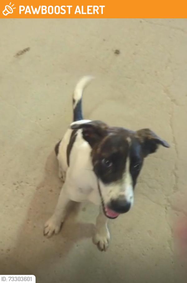 Found/Stray Female Dog last seen Vincik Ehlert Rd & FM 360 Rd, Fort Bend County, TX 77417