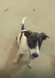 Found/Stray Female Dog last seen Vincik Ehlert Rd & FM 360 Rd, Fort Bend County, TX 77417