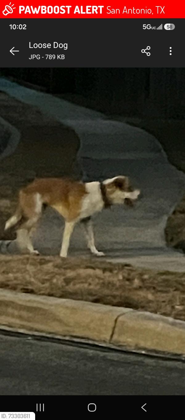 Lost Unknown Dog last seen Great Basin and Ranchers Ridge, San Antonio, TX 78251