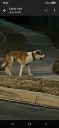 Lost Unknown Dog last seen Great Basin and Ranchers Ridge, San Antonio, TX 78251
