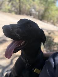 Reunited Male Dog last seen Arrowhead and 5th, San Bernardino, CA 92415
