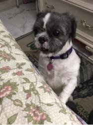 Lost Female Dog last seen 23rd street and Park Avenue. Paterson NJ, 17 Ave SW, AB 