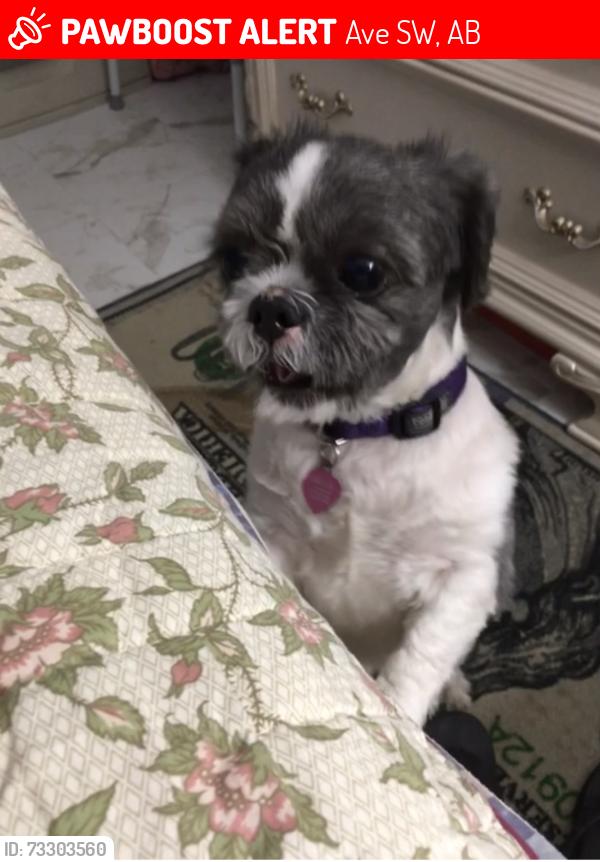 Lost Female Dog last seen 23rd street and Park Avenue. Paterson NJ, 17 Ave SW, AB 