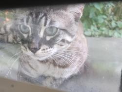 Found/Stray Unknown Cat last seen Kensington Dr. Hampton VA, Hampton, VA 23663