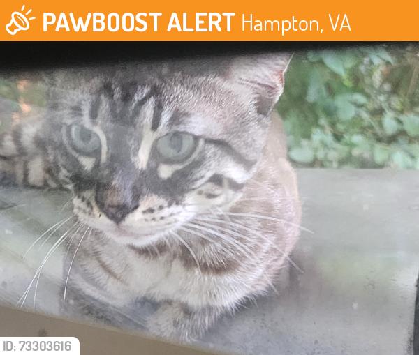 Found/Stray Unknown Cat last seen Kensington Dr. Hampton VA, Hampton, VA 23663