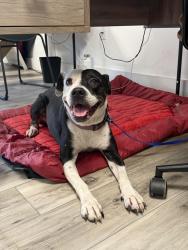 Found/Stray Female Dog last seen Miller 40, Miami, FL 33133