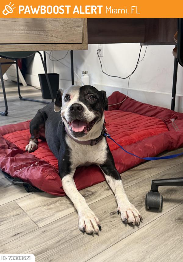 Found/Stray Female Dog last seen Miller 40, Miami, FL 33133