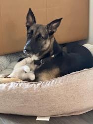 Reunited Female Dog last seen Near W Business 83, McAllen, TX 78503, USA, McAllen, TX 78503
