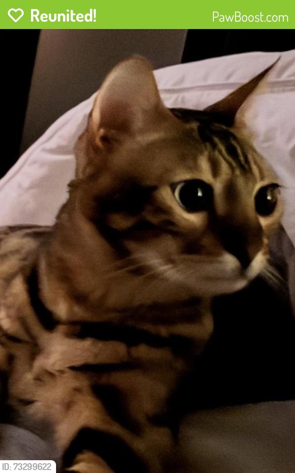 Reunited Male Cat last seen Close to the athletic complex sunrise, Sunrise, FL 33323