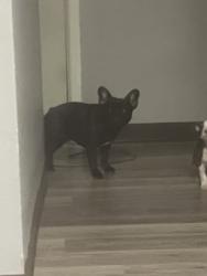 Lost Female Dog last seen Tulane apmts, Memphis, TN 38109