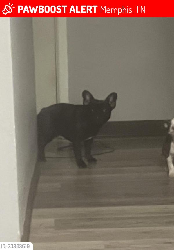 Lost Female Dog last seen Tulane apmts, Memphis, TN 38109