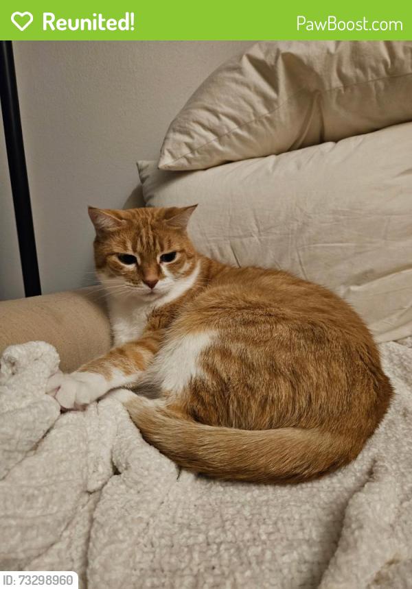Reunited Male Cat last seen Elmwood Claremont Avenue, West Chicago, IL 60185