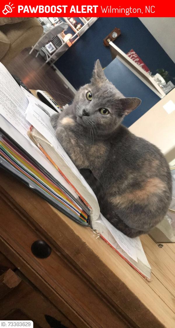 Lost Female Cat last seen Monkey Junction/Silver Lake area, Wilmington, NC 28412