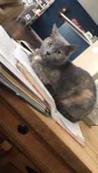 Lost Female Cat last seen Monkey Junction/Silver Lake area, Wilmington, NC 28412