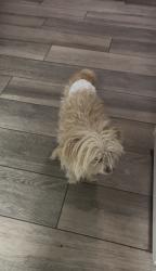 Lost Male Dog last seen Cascade pl NW, Albuquerque NM, Albuquerque, NM 87105