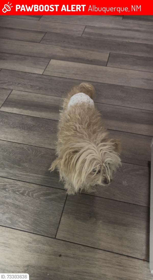 Lost Male Dog last seen Cascade pl NW, Albuquerque NM, Albuquerque, NM 87105