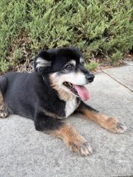 Reunited Male Dog last seen Arbolado and Waterford lane Walnut Creek, Walnut Creek, CA 94598