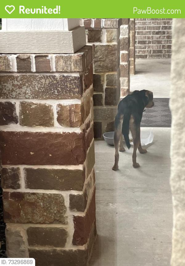 Reunited Male Dog last seen Victoria Drive Rowlett, Rowlett, TX 75088