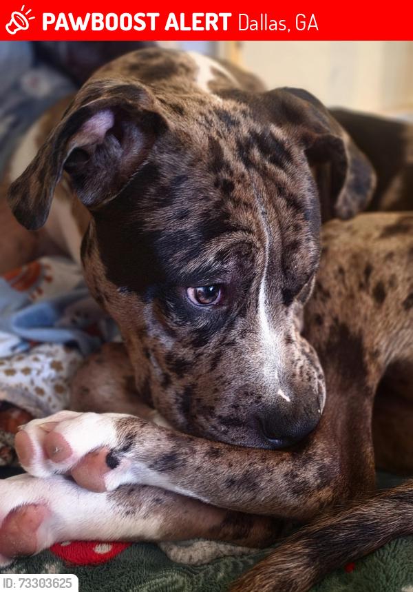 Lost Male Dog last seen We live in Davis Mill Way, off Davis Mill South & Hiram Suide Road, in Dallas GA, Paulding County, GA 30157