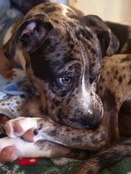 Lost Male Dog last seen We live in Davis Mill Way, off Davis Mill South & Hiram Suide Road, in Dallas GA, Paulding County, GA 30157