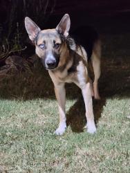 Reunited Male Dog last seen Smetana Rd & Britten Rd, Bryan, TX 77807