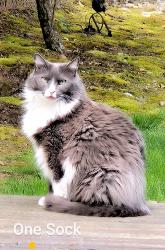 Reunited Male Cat last seen Near and halsey, Portland, OR 97220