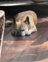 Reunited Female Dog last seen Tyson Woods Subdivision near downtown Carthage, Carthage, NC 28327
