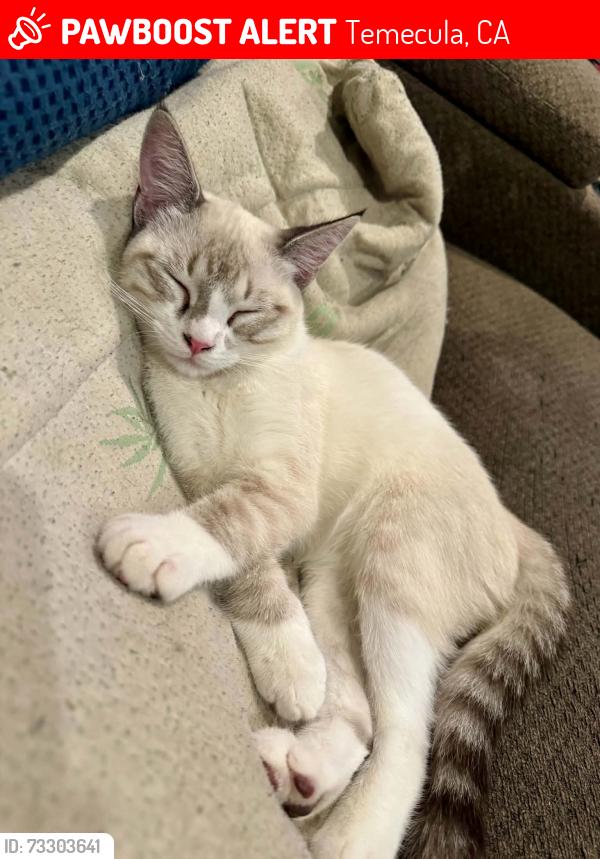 Lost Male Cat last seen Loma Linda, Temecula, CA 92592