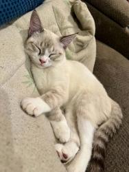 Lost Male Cat last seen Loma Linda, Temecula, CA 92592