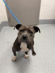 Shelter Stray Female Dog last seen Near, 2600 S Harding St, Indianapolis, IN 46221, USA