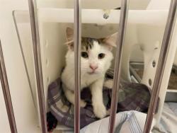 Shelter Stray Male Cat last seen Near BLOCK S 30TH ST, 3839 W Burnham St, West Milwaukee, WI 53215, USA