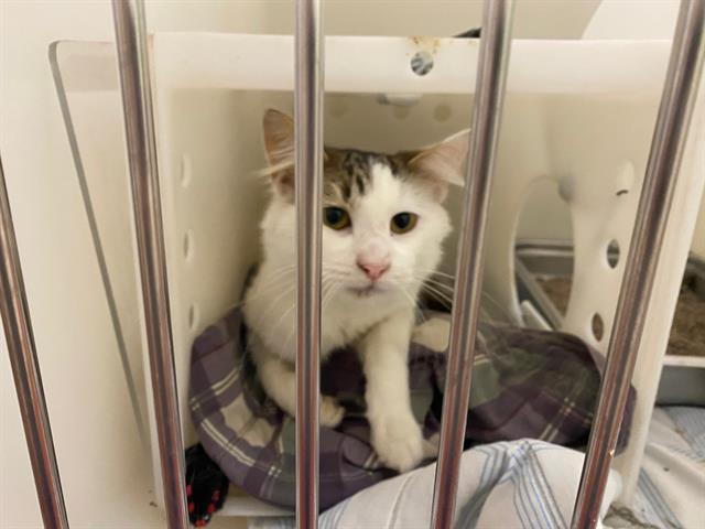 Shelter Stray Male Cat last seen Near BLOCK S 30TH ST, 3839 W Burnham St, West Milwaukee, WI 53215, USA