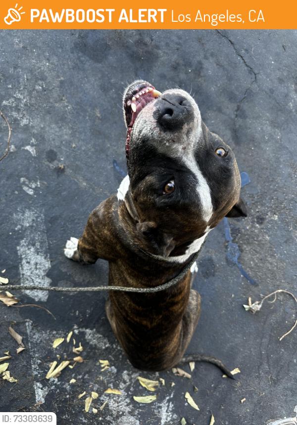 Found/Stray Male Dog last seen 104th st and Avalon near Superior, Los Angeles, CA 90003