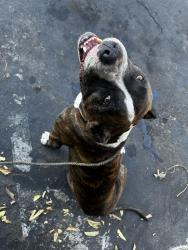 Found/Stray Male Dog last seen 104th st and Avalon near Superior, Los Angeles, CA 90003
