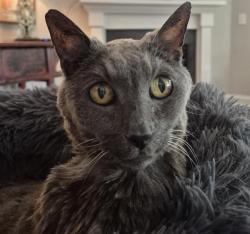 Shelter Stray Female Cat last seen CHARLOTTE, 8315 Byrum Dr, Charlotte, NC 28217, USA