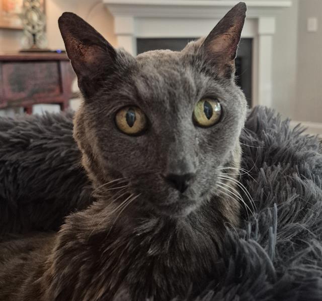Shelter Stray Female Cat last seen CHARLOTTE, 8315 Byrum Dr, Charlotte, NC 28217, USA