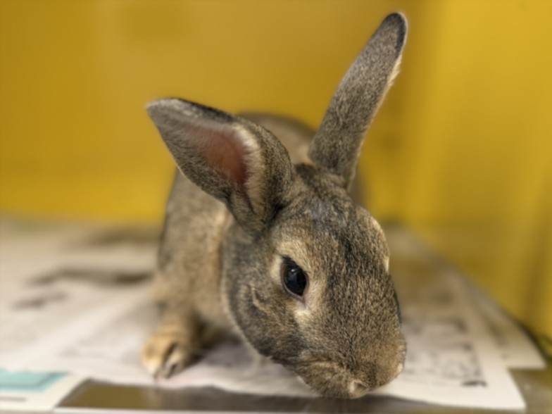 Shelter Stray Male Other last seen , 3201 Lacy St, Los Angeles, CA 90031, USA