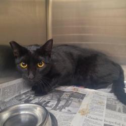 Shelter Stray Female Cat last seen , 3201 Lacy St, Los Angeles, CA 90031, USA