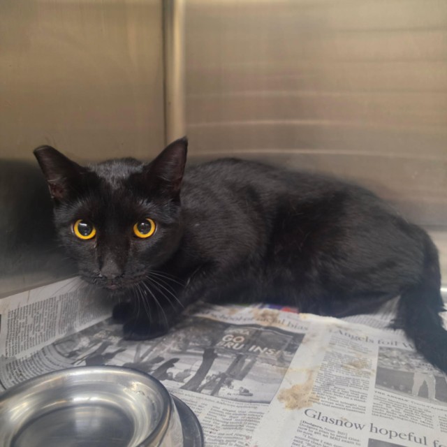 Shelter Stray Female Cat last seen , 3201 Lacy St, Los Angeles, CA 90031, USA