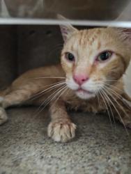 Shelter Stray Male Cat last seen , 3201 Lacy St, Los Angeles, CA 90031, USA