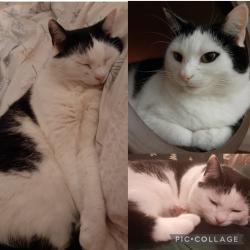 Reunited Female Cat last seen Belmont Mews/Sydenham Ave BT4, Belfast, Northern Ireland BT4 2EQ