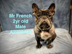 Shelter Stray Male Dog last seen , West Valley Animal Shelter, 20655 Plummer St, Chatsworth, CA 91311, USA