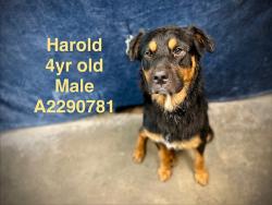 Shelter Stray Male Dog last seen , West Valley Animal Shelter, 20655 Plummer St, Chatsworth, CA 91311, USA
