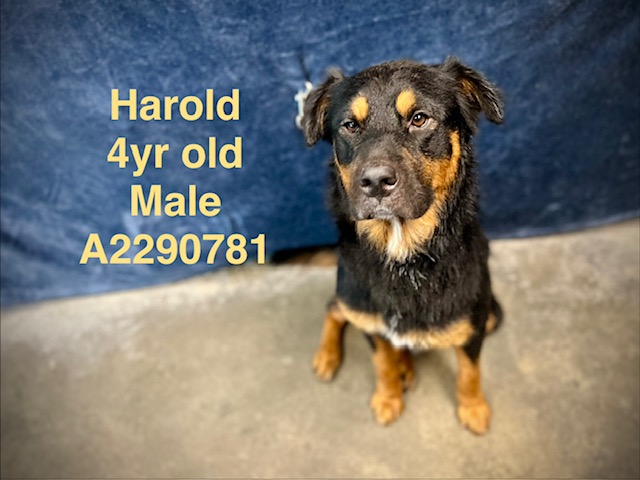 Shelter Stray Male Dog last seen , West Valley Animal Shelter, 20655 Plummer St, Chatsworth, CA 91311, USA