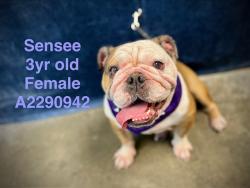 Shelter Stray Female Dog last seen , West Valley Animal Shelter, 20655 Plummer St, Chatsworth, CA 91311, USA